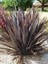 Yeni Zelanda Keteni Koyu Bordo Yapraklı Phormium Tenax Purpureum 40 60 cm Saksıda 1
