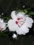 Ağaç Hatmi Beyaz Pembe Çiçekli Hibiscus Syriacus China Saksıda 1