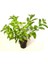 Melisa Parfüm Çiçeği Kolonya Çiçeği Cestrum Nocturnum 80 100 cm 2