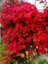 Begonvil Fidanı Kırmızı Fuşya Bougainvillea Glabra San Diego Red 80 100 cm Saksıda 1