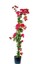 Begonvil Fidanı Kırmızı Fuşya Bougainvillea Glabra San Diego Red 80 100 cm Saksıda 2