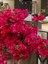 Begonvil Fidanı Kırmızı Fuşya Bougainvillea Glabra San Diego Red 80 100 cm Saksıda 3