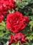 Katmerli Kırmızı Gül Fidanı Rosa Floribunda Jugendliebe Ithal 20 30 cm Saksıda 1