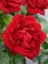 Katmerli Kırmızı Gül Fidanı Rosa Floribunda Jugendliebe Ithal 20 30 cm Saksıda 2