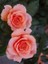 Gül Fidanı Turuncu Pembe Rosa Laxa Nancy Reagan 20 40 cm Saksıda 1