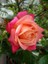 Gül Fidanı Turuncu Pembe Rosa Laxa Nancy Reagan 20 40 cm Saksıda 2