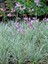 Alacalı Sarımsak Çiçeği Tulbaghia Viyolacea Variegata Saksıda 1
