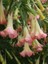 Melek Borusu Brugmansia Sp Angels Trumpet Saksıda 1
