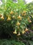 Melek Borusu Brugmansia Sp Angels Trumpet Saksıda 2