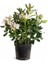 Beyaz Orman Gülü Rhododendron Cunninghams White 40 60 cm Ithal 1