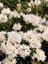 Beyaz Orman Gülü Rhododendron Cunninghams White 40 60 cm Ithal 2