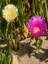 Kaz Ayağı Çiçeği Carpobrotus Edulis L Viyolde 4 Adet 1