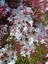 Pembe Beyaz Izmir Yasemini Fidanı Jasminum Polyanthum Pepita 20 40 cm Saksıda 1