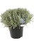 Lavanta Fidanı Lavandula Intermedia Dutch 20 40 cm 1