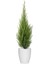 Lawson Yalancı Servisi Chamaecyparis Lawsoniana Ellwoodii 20 30 cm 1