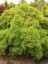 Akçaağaç Yeşil Ince Yapraklı Acer Palmatum Dissectum 40 cm Ithal 2