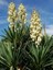 Avize Çiçeği Fidanı Yucca Filamentosa 60 80 cm Saksıda 1