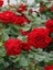 Katmerli Kırmızı Gül Fidanı Rosa Floribunda Jugendliebe Ithal 20 30 cm Saksıda 3