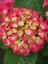 Kırmızı Ortanca Fidanı Hydrangea Macrophylla Red Büyük Yaş Saksıda 1