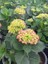 Kırmızı Ortanca Fidanı Hydrangea Macrophylla Red Büyük Yaş Saksıda 2