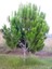 Fıstık Çamı Fidanı Pinus Pinea 40 60 cm Saksıda 1