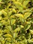 Alacalı Kurtbağrı Fidanı Ligustrum Ovalifolium Aureum Saksıda 1