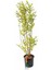 Alacalı Kurtbağrı Fidanı Ligustrum Ovalifolium Aureum Saksıda 2