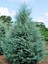 Mavi Servi Fidanı Cupressus Arizonica 70 100 cm Saksıda 1