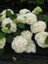 Beyaz Ortanca Fidanı Hydrangea Macrophylla White Ithal 1