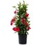 Mandevilla Sarmaşığı Dipladenia Splendens 100 cm Saksıda 1