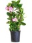 Mandevilla Sarmaşığı Dipladenia Splendens 100 cm Saksıda 2
