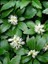 Japon Süpürgesi Pachysandra Terminalis Saksıda 1