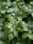 Japon Süpürgesi Pachysandra Terminalis Saksıda 2
