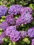 Ortanca Fidanı Mor Hydrangea Macrophylla Mathilda Gutges Ithal Küçük Boy 1