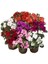 Cam Güzeli Yeni Gine Impatiens Walleriana 20 cm 3