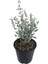 Zeytin Çalısı Teucrium Fruticans Australia 20 cm Saksıda 3
