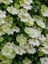 Yaban Asması Krem Beyaz Çiçekli Clematis Guernsey Cream Ithal Saksıda 1