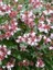 Güzellik Çalısı Fidanı Abelia Grandiflora 30 40 cm Saksıda 1