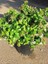 Güzellik Çalısı Fidanı Abelia Grandiflora 30 40 cm Saksıda 2