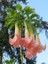 Melek Borusu Brugmansia Sp Angels Trumpet Saksıda 2