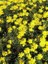 Yeşil Yapraklı Sarı Çalı Papatyası Euryops Pectinatus Viridis Ithal Saksıda 1