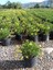 Yeşil Yapraklı Sarı Çalı Papatyası Euryops Pectinatus Viridis Ithal Saksıda 2