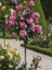 Baston Gül Fidanı Istanbul Rüyası Rosa Ad Alberello Heldoro 80 cm 1