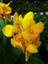 Sarı Tesbih Çiçeği Canna Indica Yellow Saksıda 1