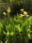 Sarı Tesbih Çiçeği Canna Indica Yellow Saksıda 2
