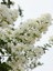 Oya Ağacı Beyaz Çiçekli Fidanı Lagerstroemia Indica White 100 cm Saksıda 1