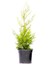 Sarı Leylandi Cupressocyparis Leylandii Gold Rider 30 40 cm 2