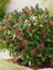 Kırmızı Köpük Çalısı Skimmia Japonica Rubella 30 40CM Saksıda 1