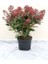 Kırmızı Köpük Çalısı Skimmia Japonica Rubella 30 40CM Saksıda 2
