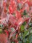 Alev Çalısı Photinia Fraseri Little Red 60 80 cm Saksıda 1